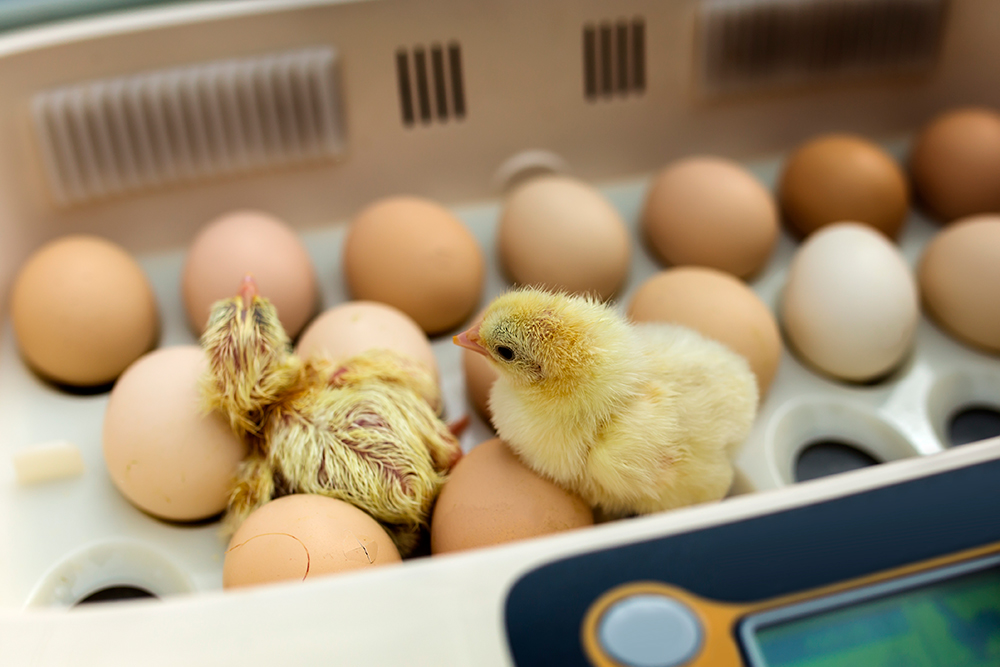Como poner a punto nuestra incubadora de huevos